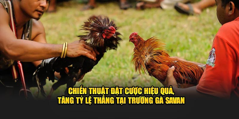 Chiến thuật đặt cược hiệu quả, tăng tỷ lệ thắng tại Trường Gà Savan