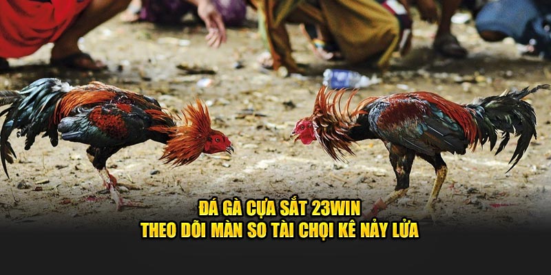 Đá Gà Cựa Sắt 23Win - Theo Dõi Màn So Tài Chọi Kê Nảy Lửa