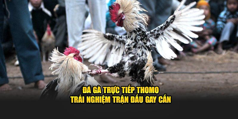 Đá Gà Trực Tiếp Thomo 23WIN - Trải Nghiệm Trận Đấu Gay Cấn