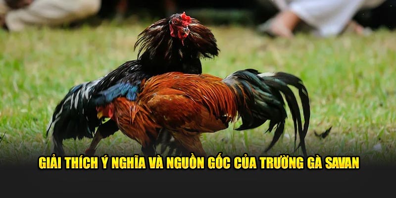 Giải thích ý nghĩa và nguồn gốc của Trường Gà Savan