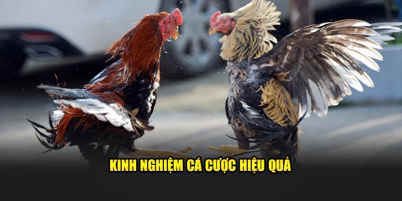 Học hỏi kinh nghiệm từ hội viên lâu năm từ nhà cái 