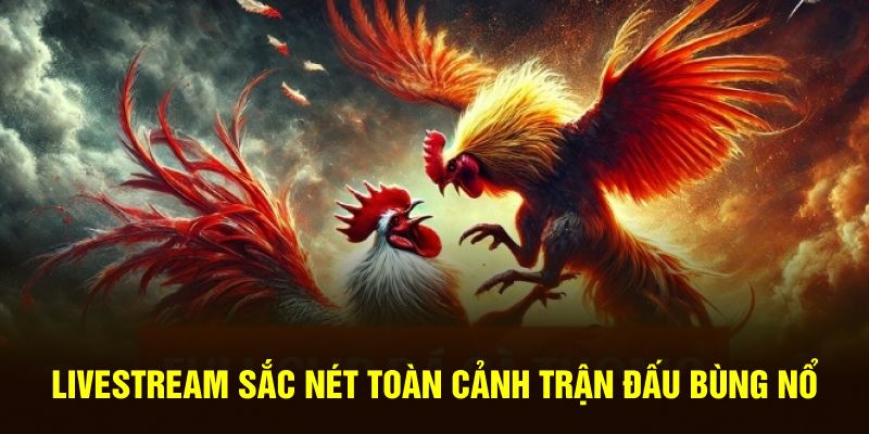 Livestream sắc nét toàn cảnh trận đấu bùng nổ 