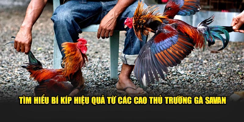 Tìm hiểu bí kíp hiệu quả từ các cao thủ Trường Gà Savan