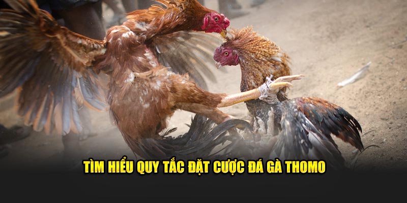 Tìm hiểu quy tắc đặt cược Đá gà Thomo