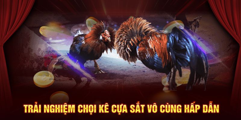 Trải nghiệm chọi kê cựa sắt vô cùng hấp dẫn 