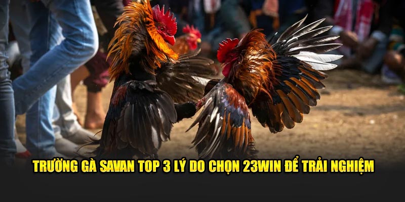 Trường Gà Savan Top 3 Lý Do Chọn 23Win Để Trải Nghiệm